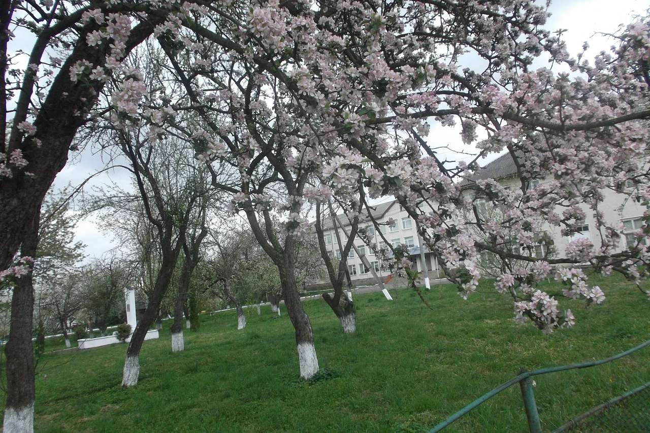 Spring in Sadzhava 2017 - Sadzhava
