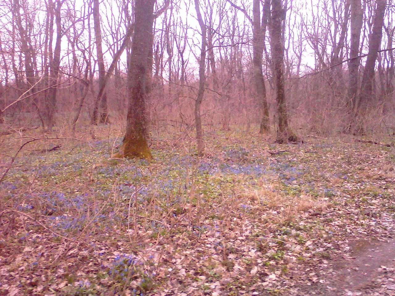 Ожива - Клюсівка