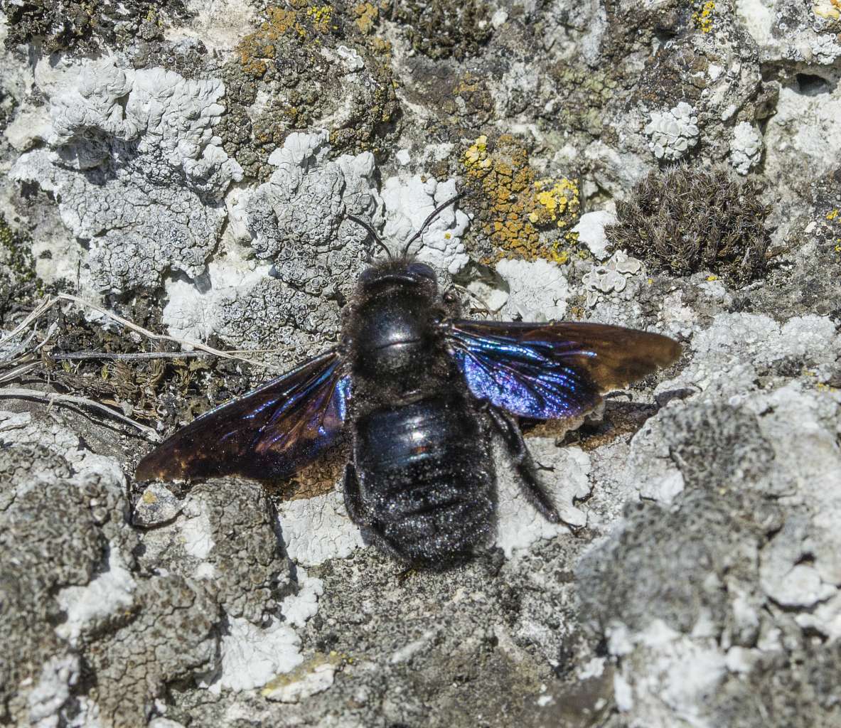 Медобори - Вікно