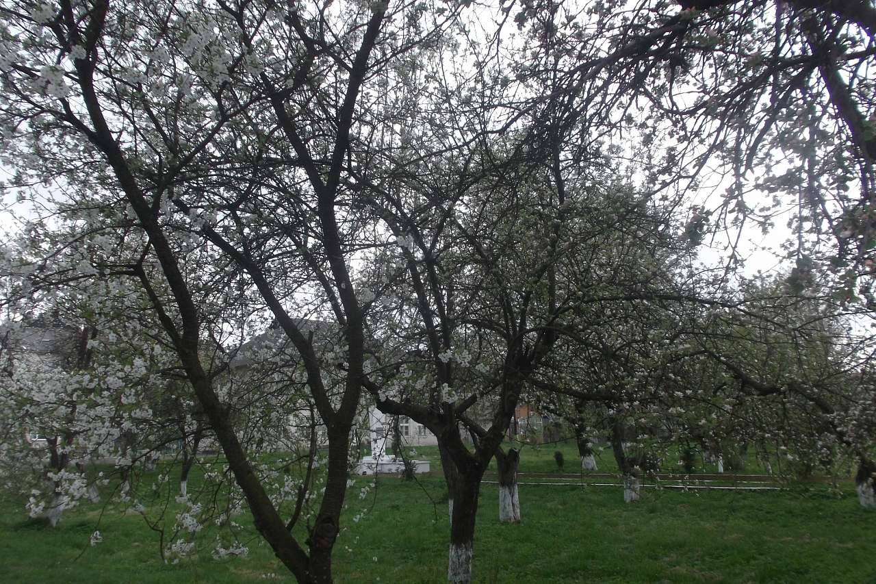 Spring in Sadzhava 2017 - Sadzhava