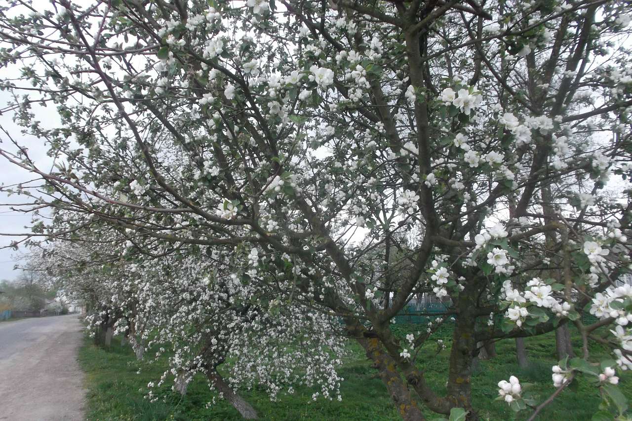 Spring in Sadzhava 2017 - Sadzhava