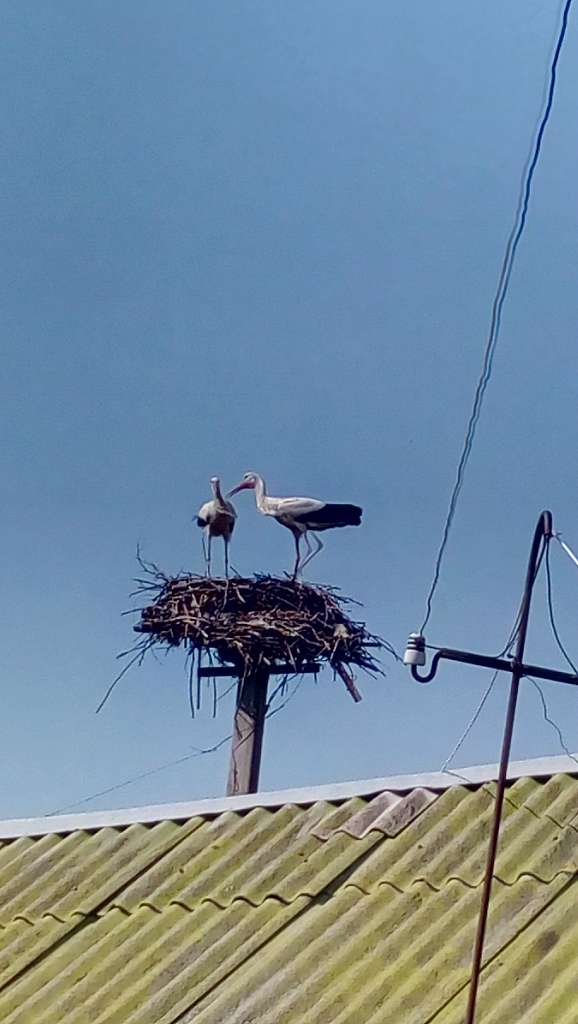 Лелеки - Pochuyky