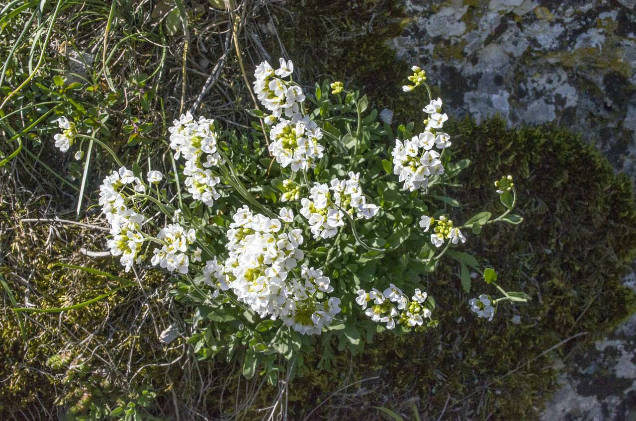 Медобори - Вікно