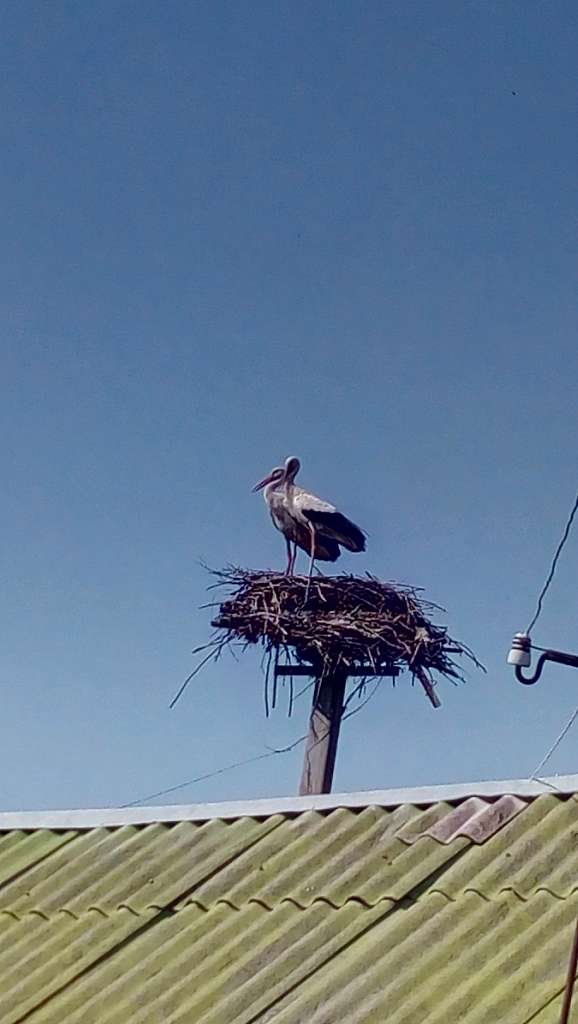 Лелеки - Почуйки