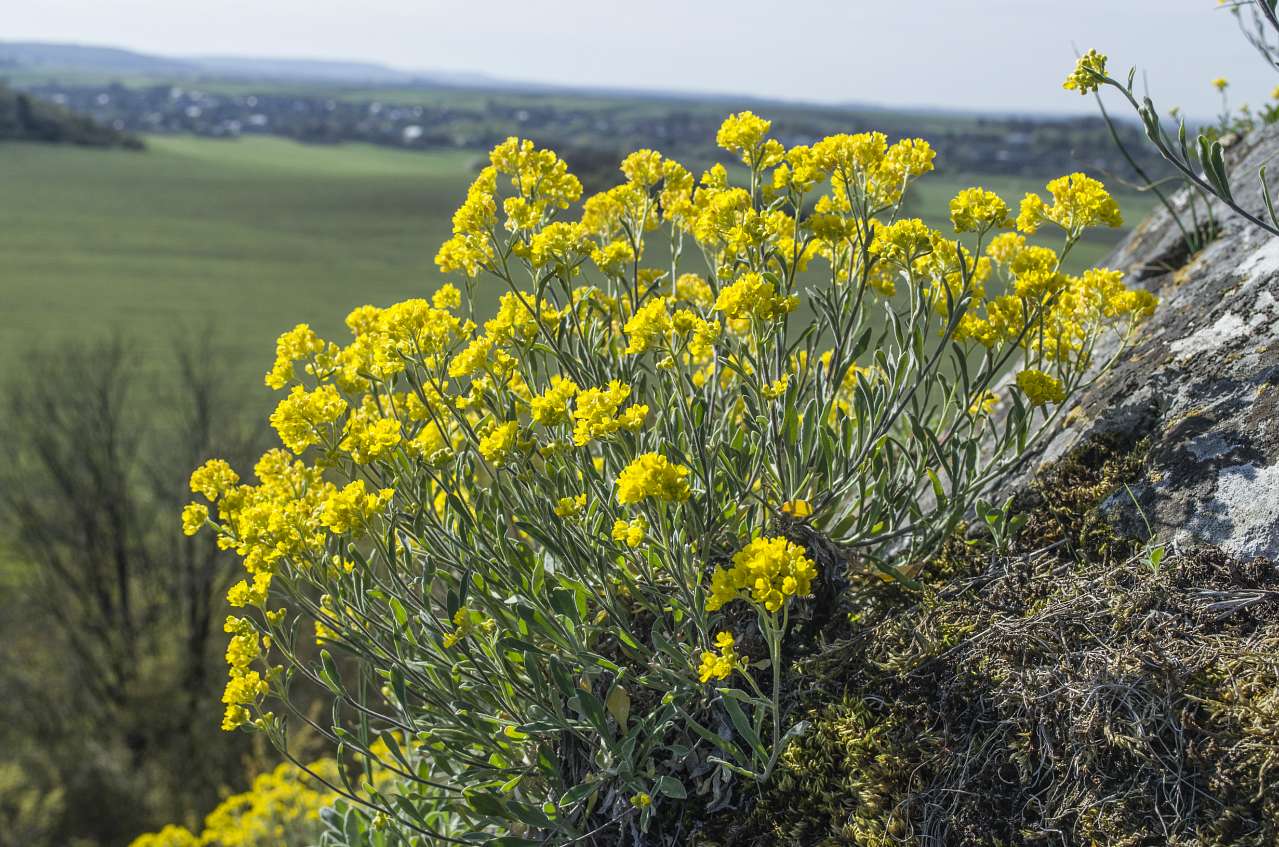 Медобори - Вікно