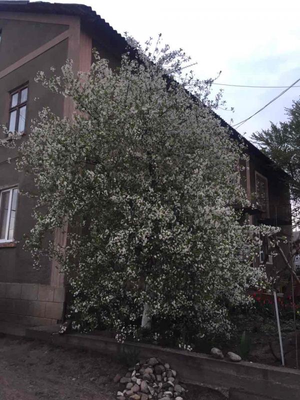 Товтри - Товтры