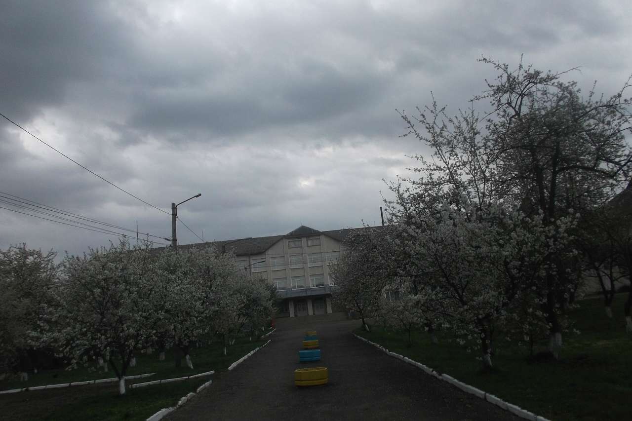 Spring in Sadzhava 2017 - Sadzhava