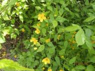 Ватутінський калей доскоп