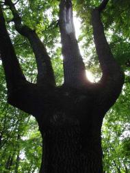 Парк села Деребчин