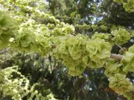 Ватутінський калей доскоп