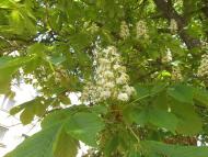 Ватутінський калей доскоп