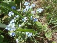 Ватутінський калей доскоп