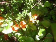 Ватутінський калей доскоп