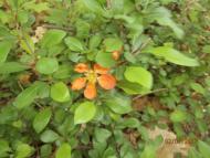 Ватутінський калей доскоп