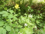 Ватутінський калей доскоп