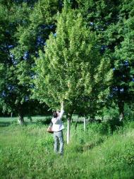 Школа і Леонтович