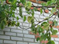 Моменти із села