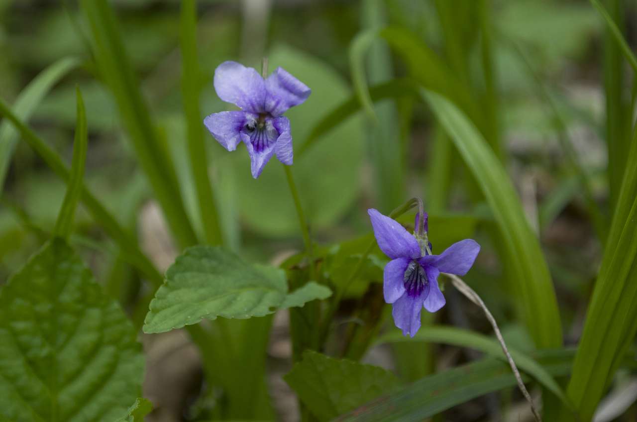 Медобори - Vikno