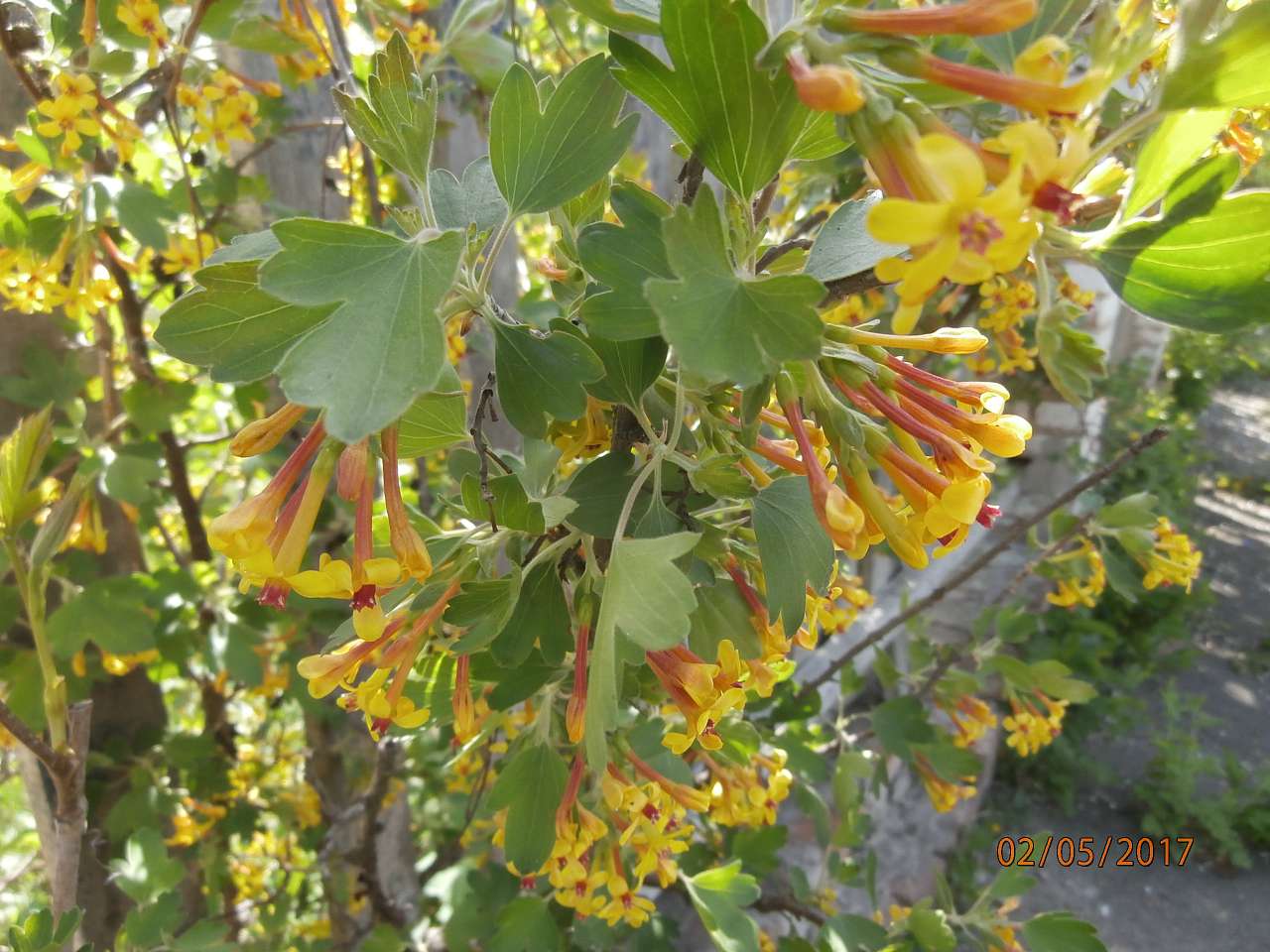 Ватутінський калей доскоп - Ватутіне