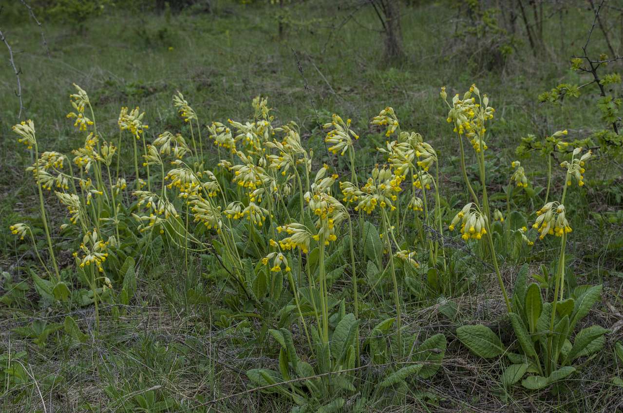 Медобори - Вікно