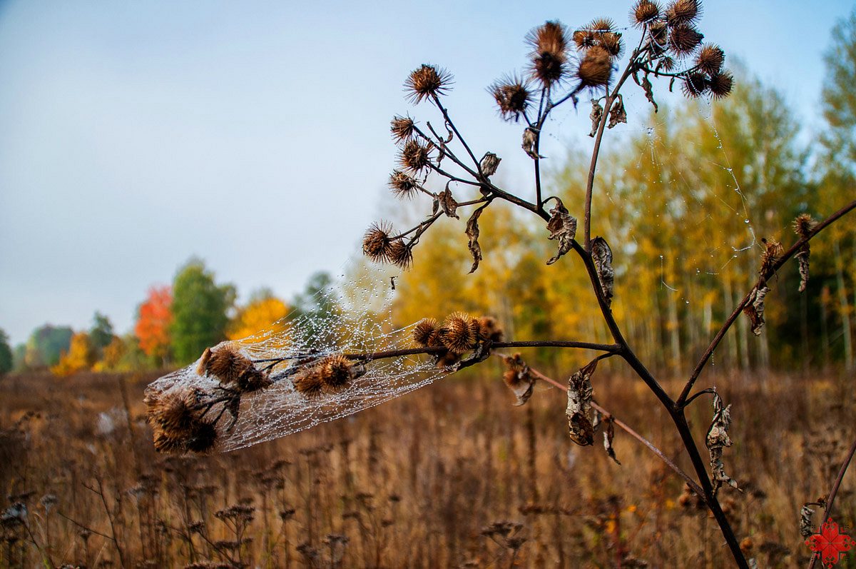 Вильхове - Вільхове