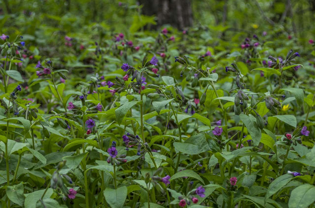 Медобори - Вікно