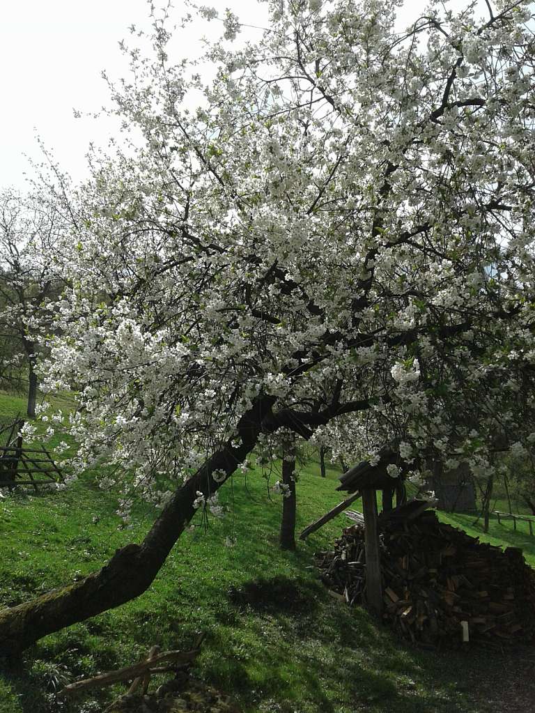 Природа - Вишоватий