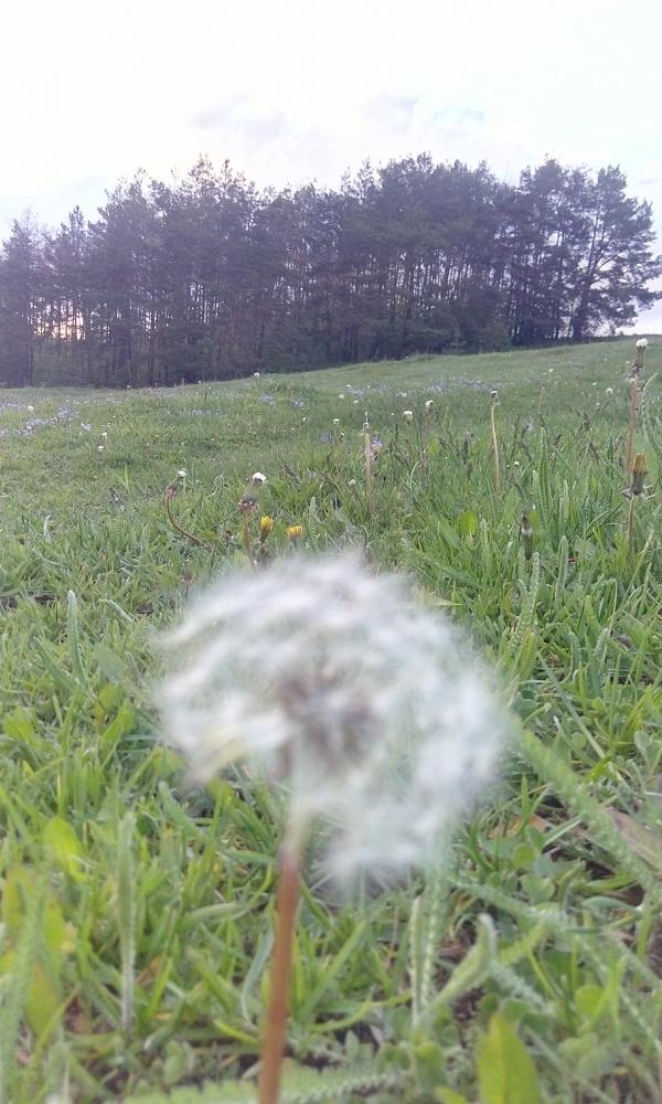  с. Шельпаки - Шельпаки