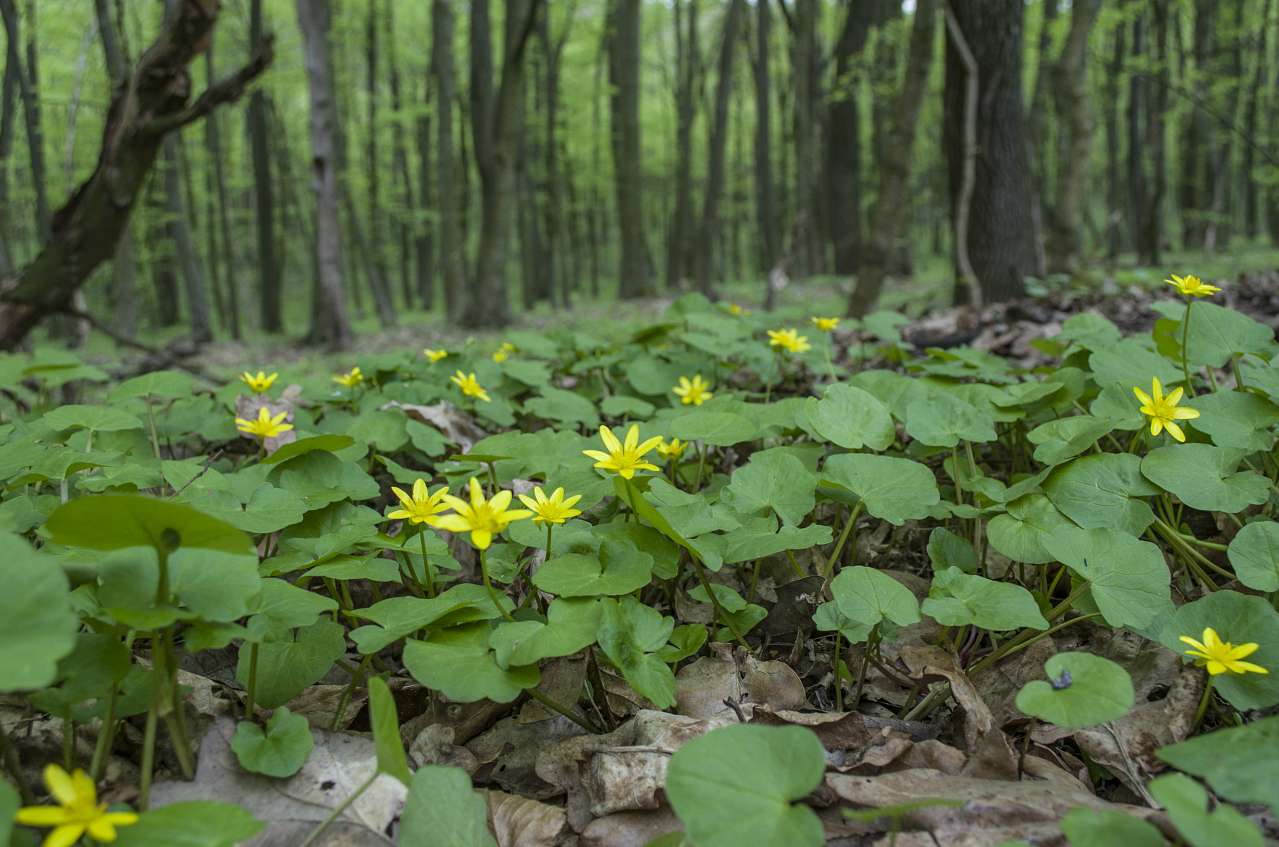 Медобори - Вікно