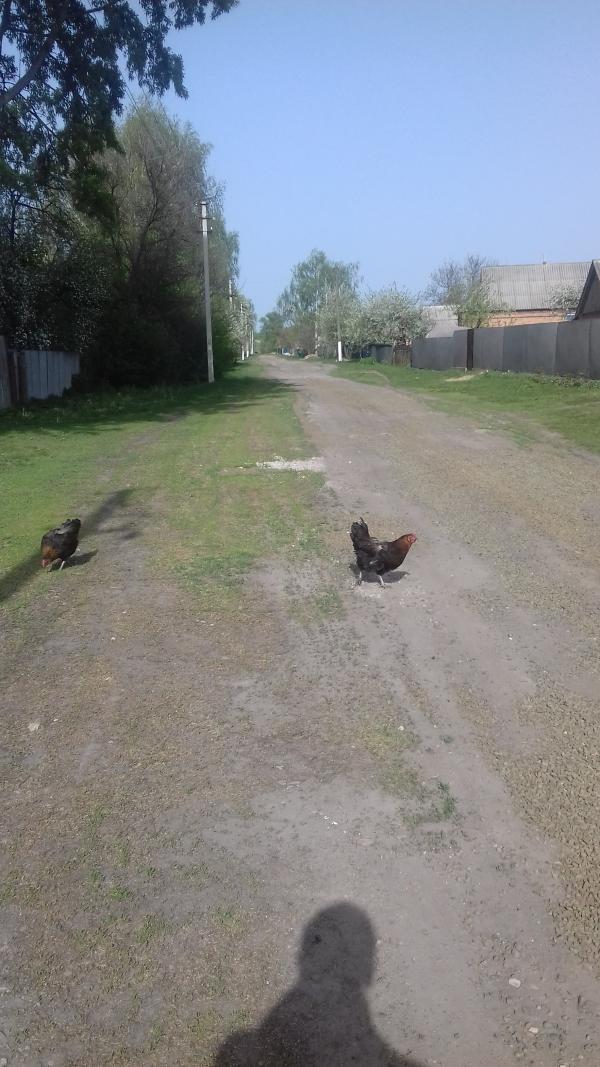 Правдюки - Правдюки