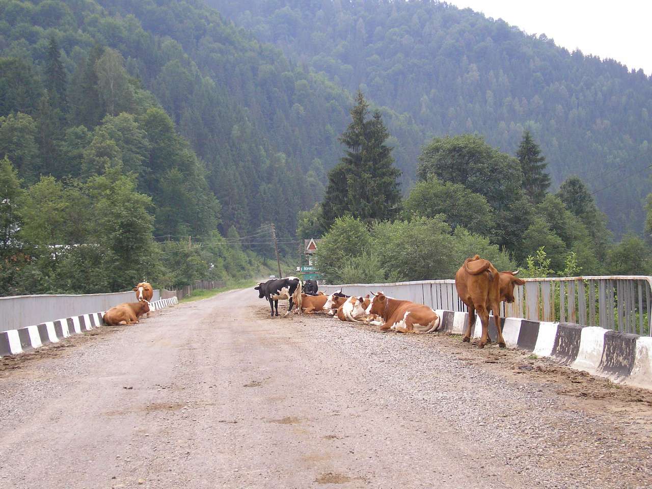 Літо 2006 - Головы