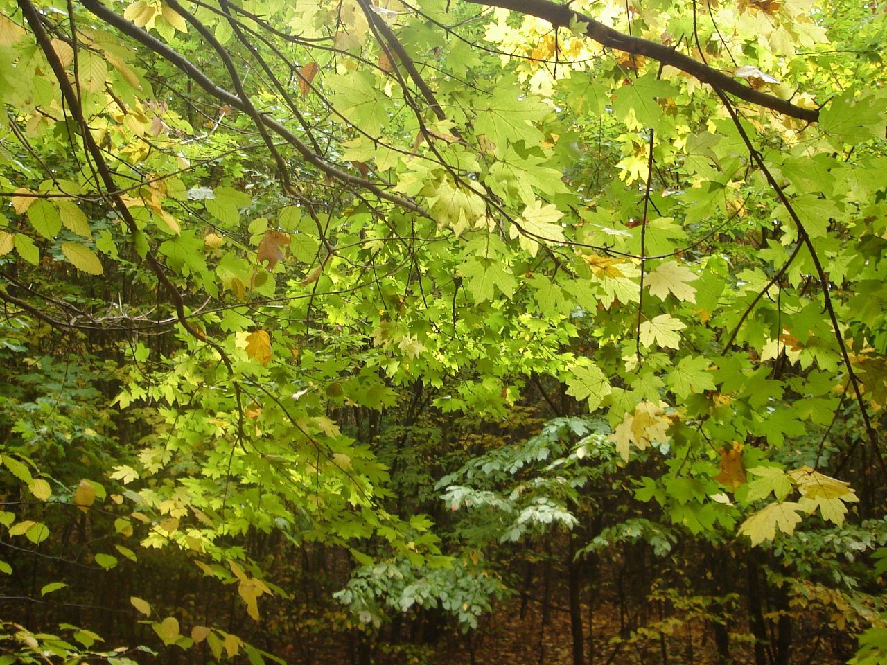 Млиев 2016 - Млиев