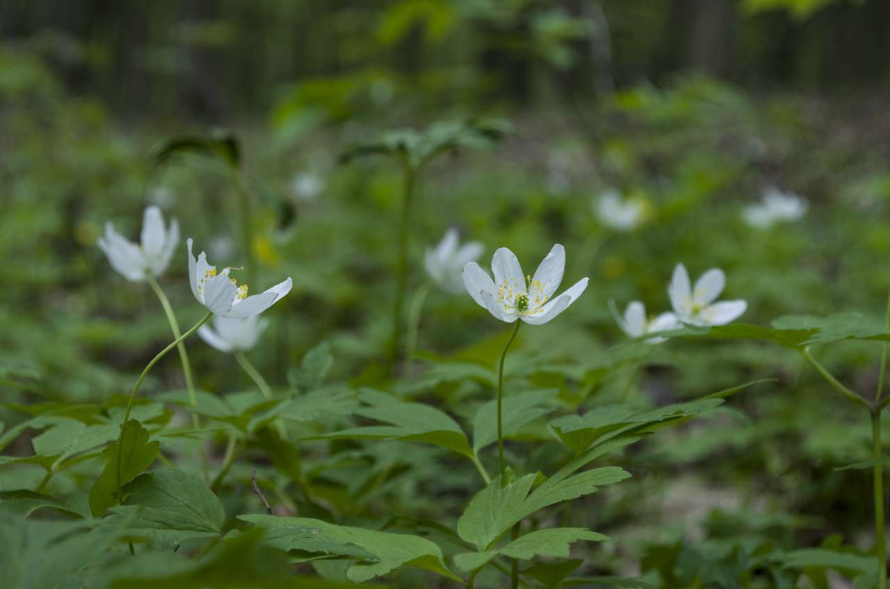 Медобори - Vikno