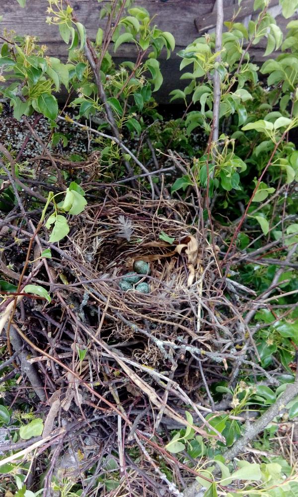  с. Шельпаки - Шельпаки