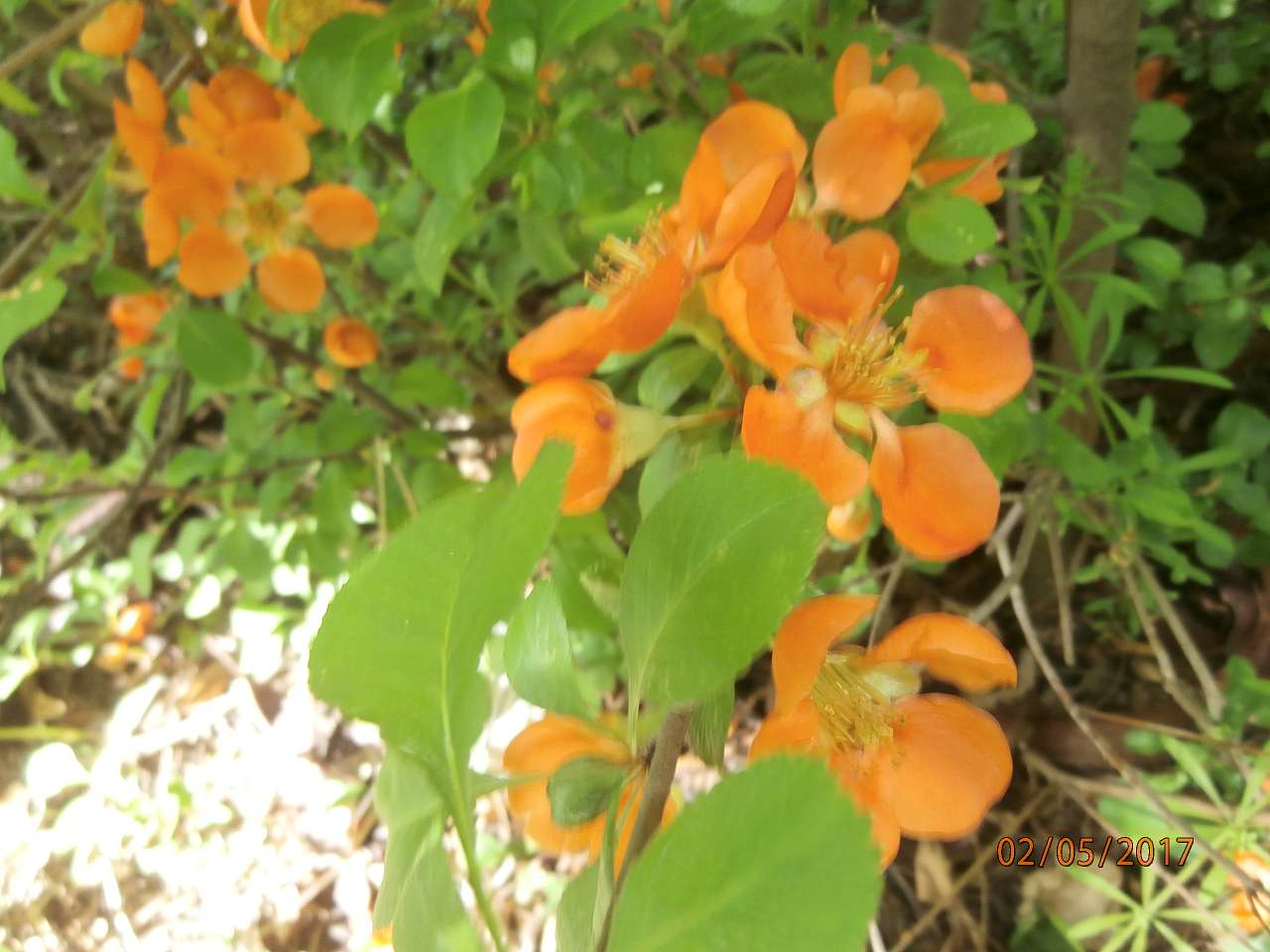 Ватутінський калей доскоп - Ватутіне