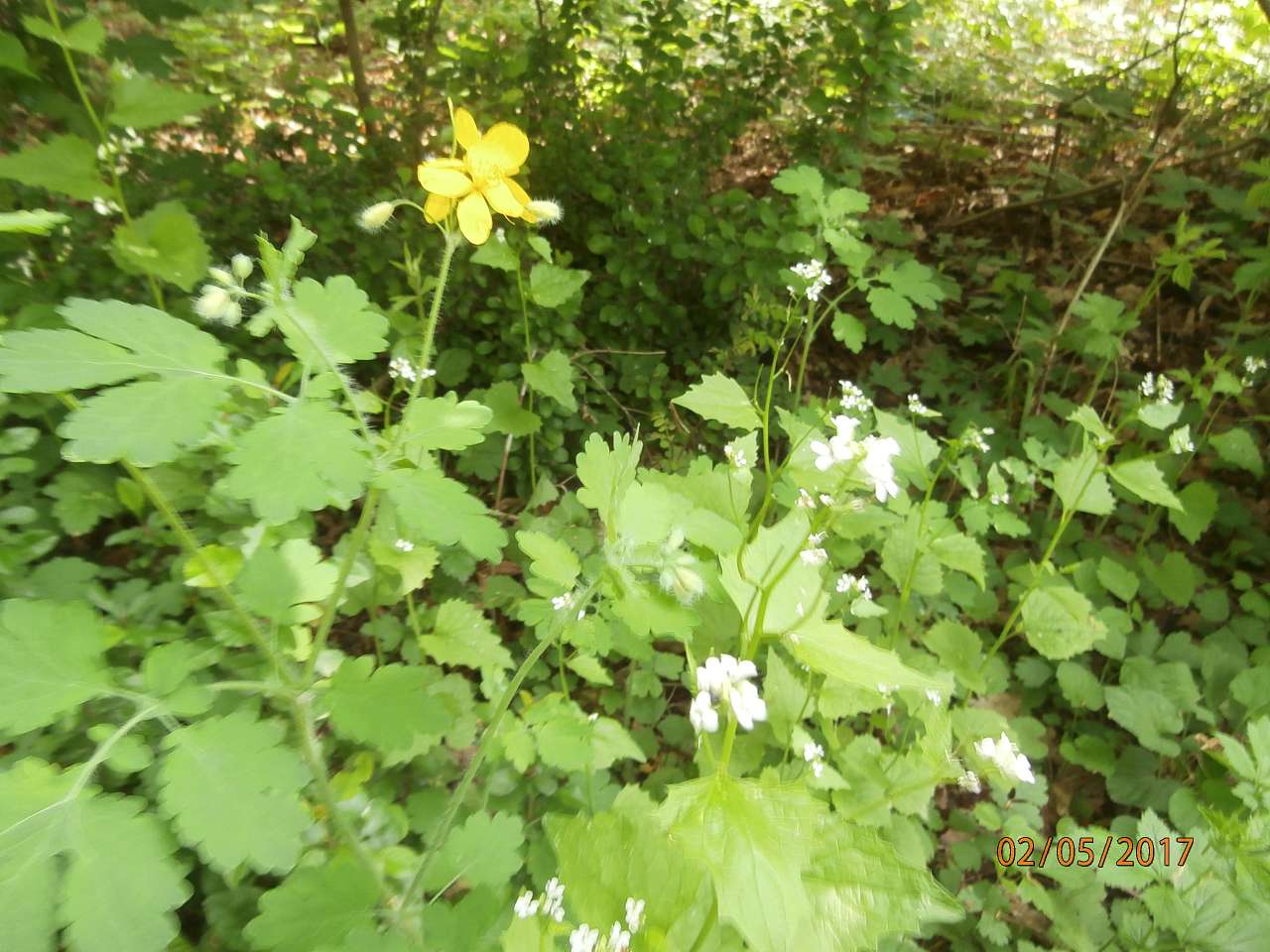 Ватутінський калей доскоп - Ватутіне