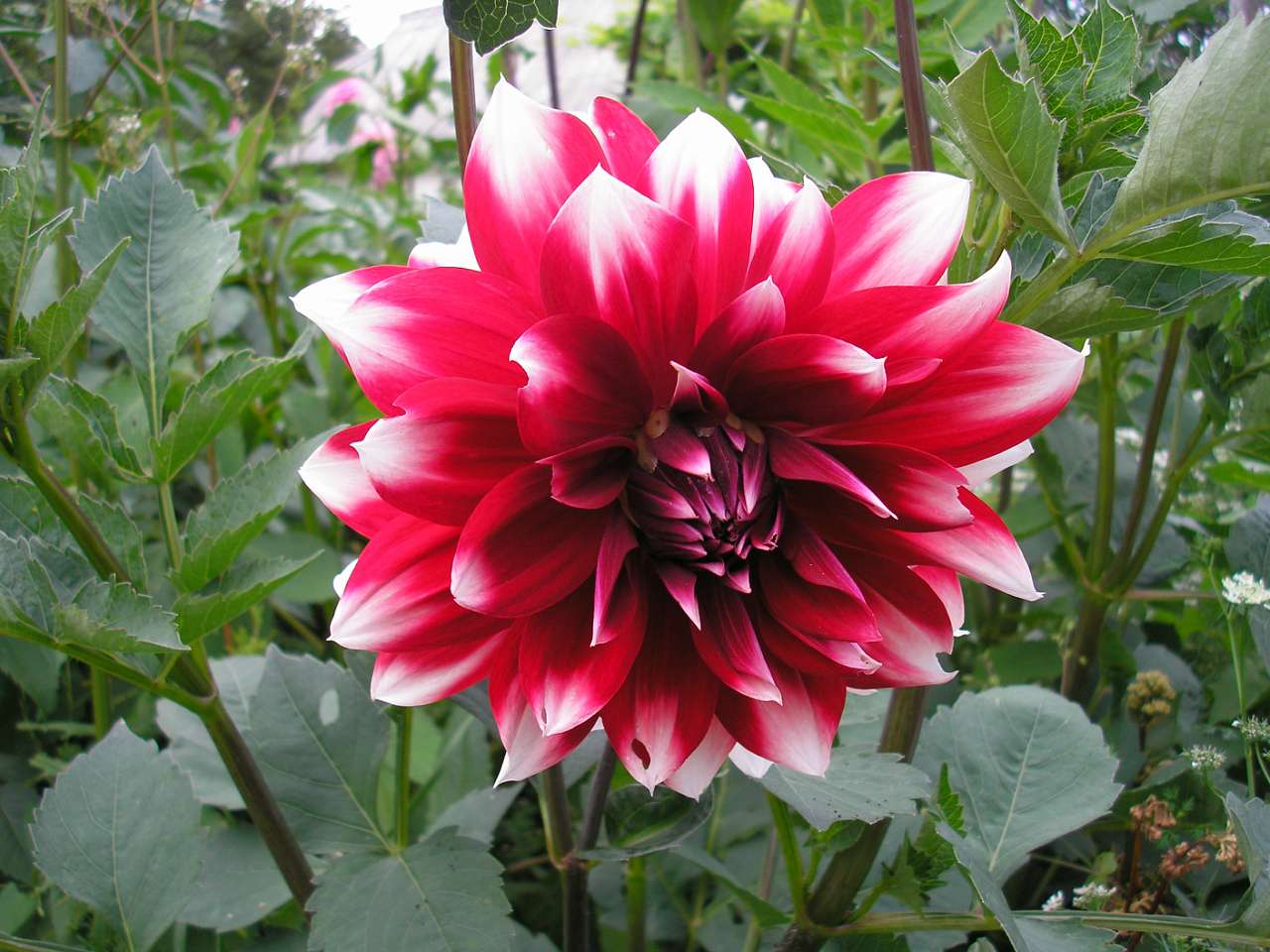 Літо 2006 - Голови