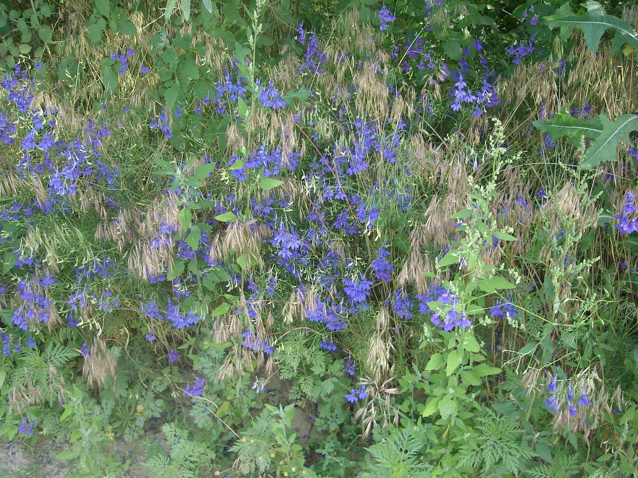 Млиев 2016 - Млиев