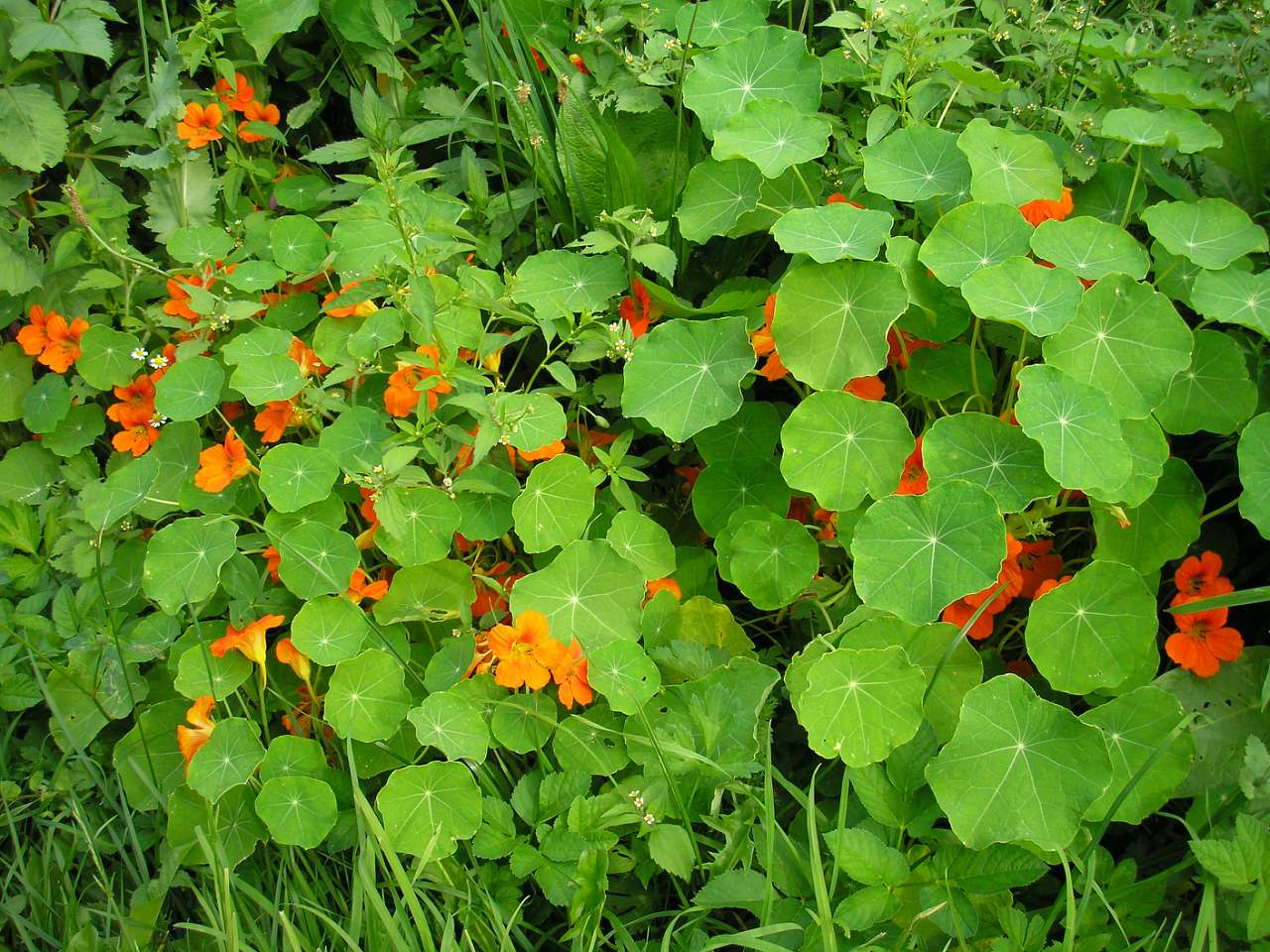 Літо 2006 - Голови