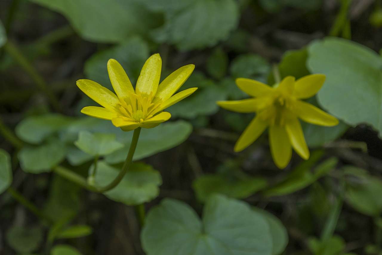 Медобори - Вікно