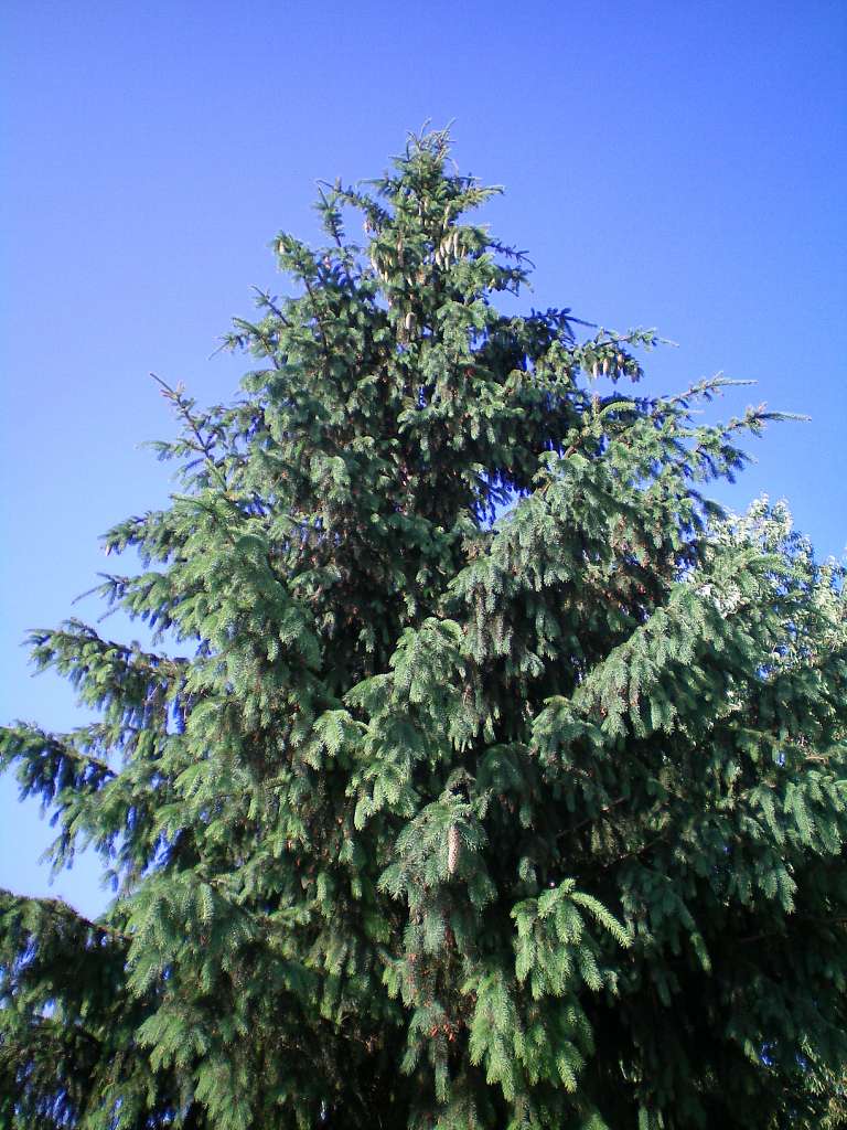 Школа і Леонтович - Чуків