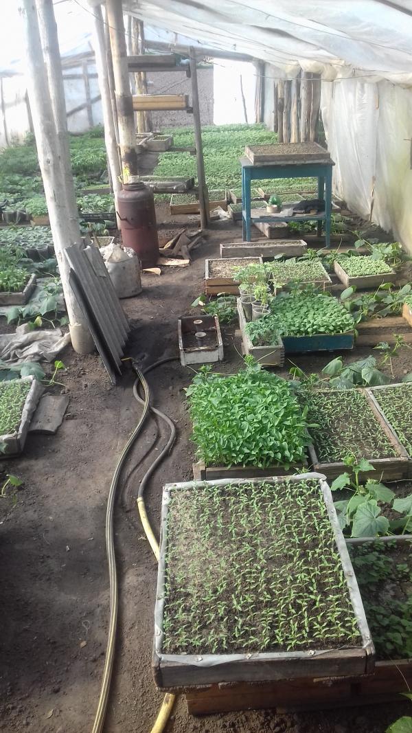 Правдюки - Правдюки