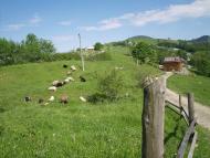 БУКОВЕЦЬ  ВЕРХОВИНСЬКИЙ