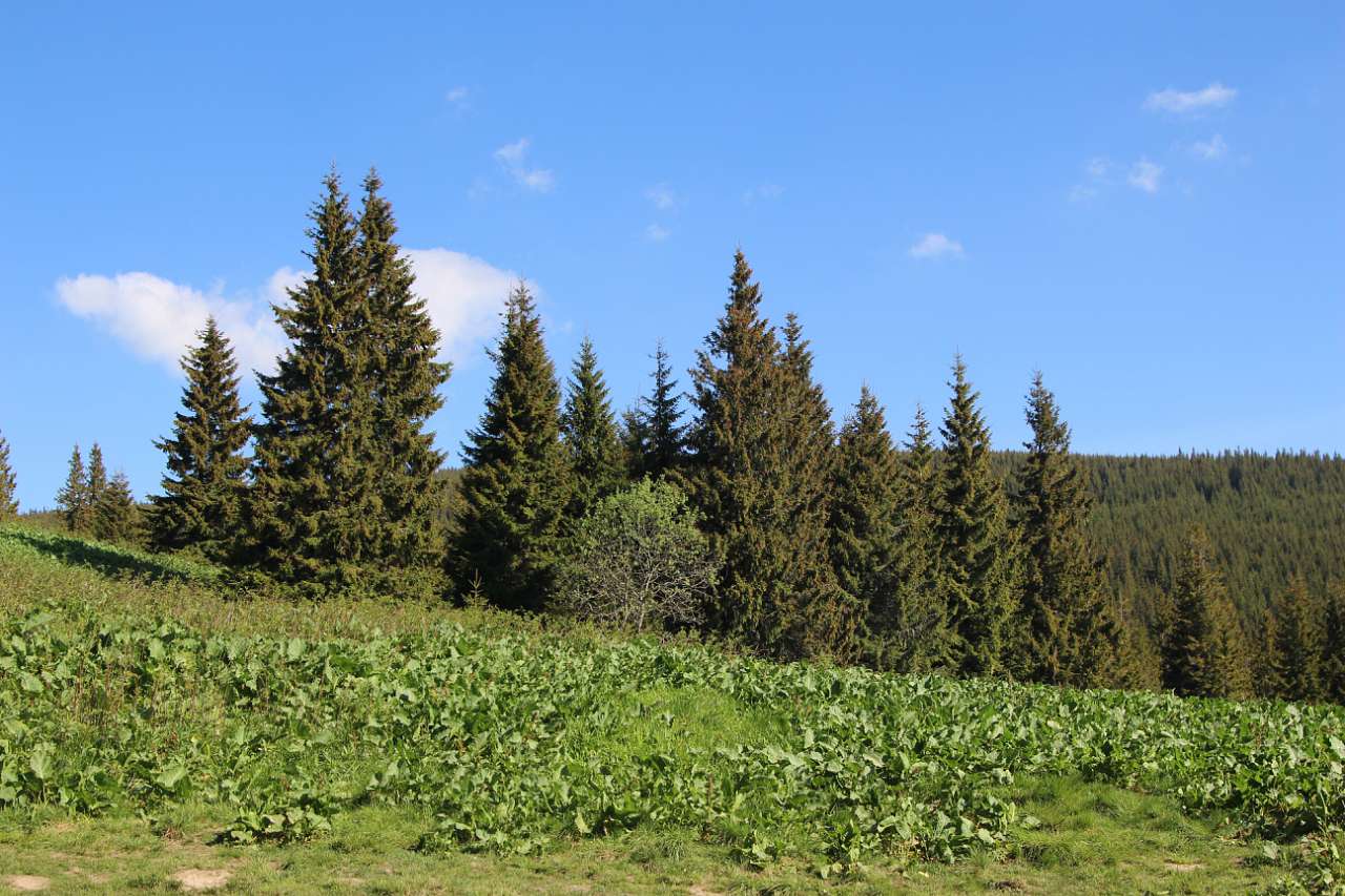 НА ГОВЕРЛІ - Луги