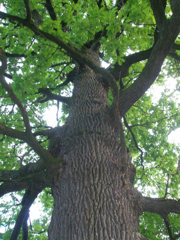 Збруч - Кокошинці