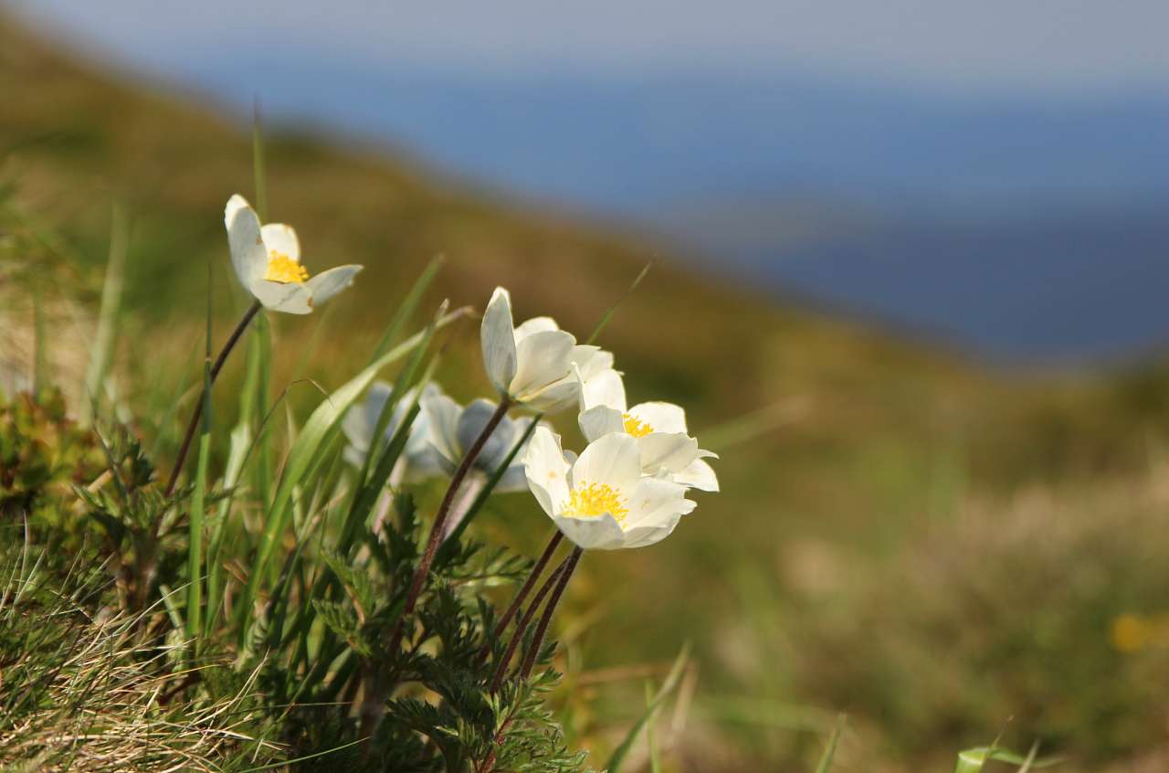 НА ГОВЕРЛІ - Lugy