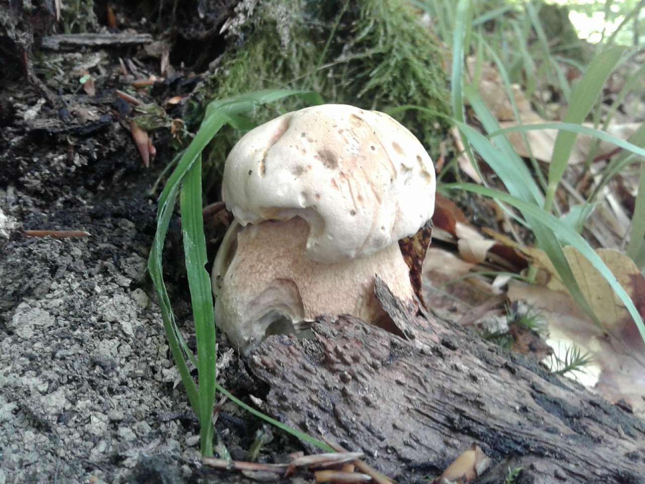 Природа - Вишоватий