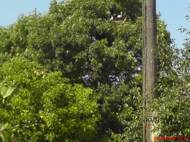 Збруч - Кокошинці