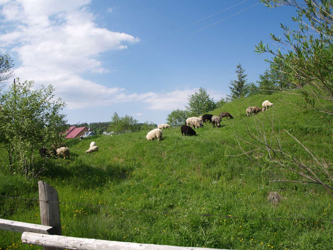 БУКОВЕЦЬ  ВЕРХОВИНСЬКИЙ - Верховина