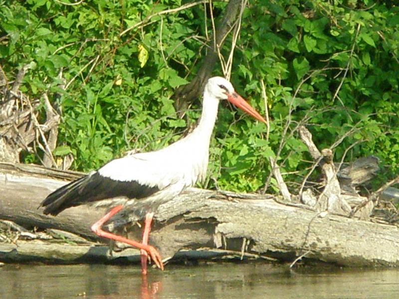 Збруч - Кокошинці
